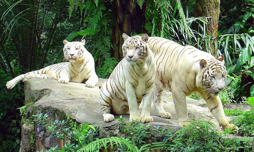 Bengal tiger Facts for Kids