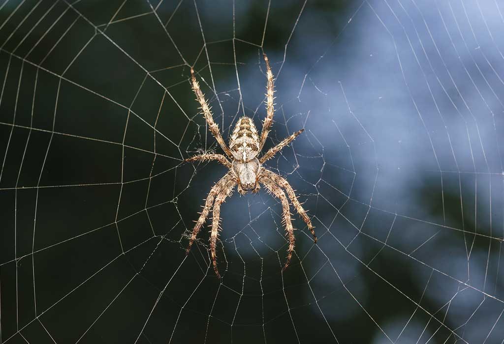 Types of Spiders with Interesting Facts