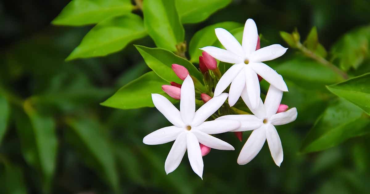 25 Different Types of Jasmine Flowers Across The World